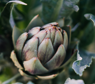 Calendario di Maturazione e Raccolta dei Carciofi