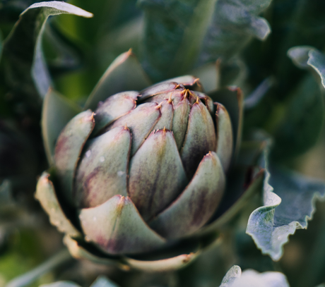 Calendario di Maturazione e Raccolta dei Carciofi