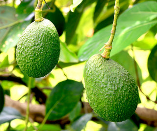 Avocado: quando è maturo