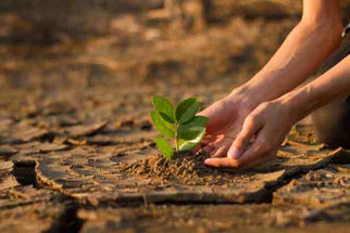Agricoltura e futuro: il ruolo delle aziende agricole nella sfida climatica