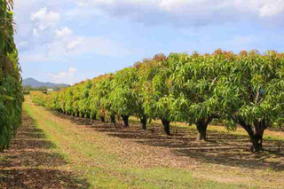 Quando il cambiamento climatico cambia anche l’agricoltura