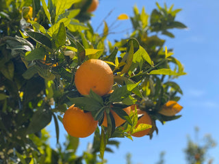 Quali Agrumi Rafforzano il Sistema Immunitario