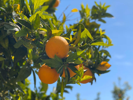 Quali Agrumi Rafforzano il Sistema Immunitario