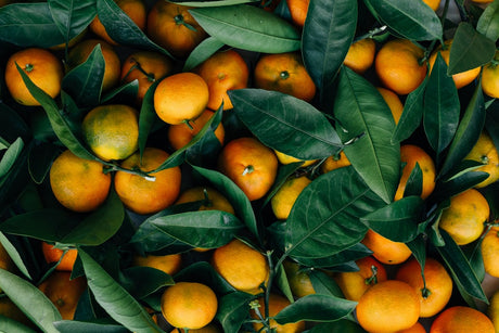 clementine-tipologie