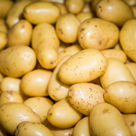 Calendario di Maturazione e Raccolta delle Patate