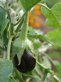 Come Scegliere le Melanzane e riconoscere le Varietà