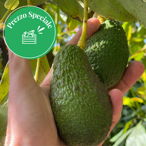 Hass Sicilian Avocados "As They Are