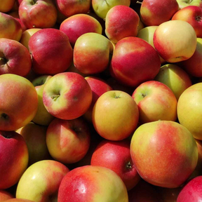 Cassetta Mista Autunno: Golden e Crimson