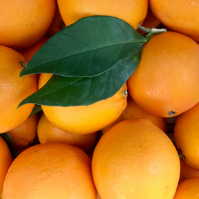 Organic Navel Oranges 