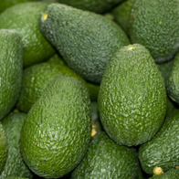 Avocado Hass Biologici