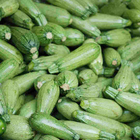 Cassetta Fiorentine Zucchine Bio