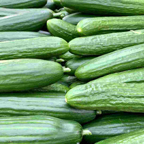 Cassetta Cetrioli Bio