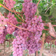 Cassetta Uva Red Globe Pugliese
