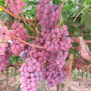 Cassetta Uva Red Globe Pugliese