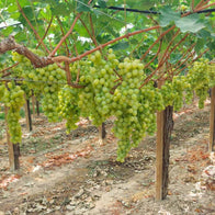 Cassetta Uva Italia Pugliese