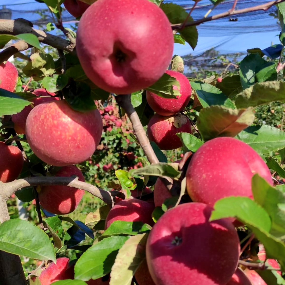 Mele Crimson Crisp Bio