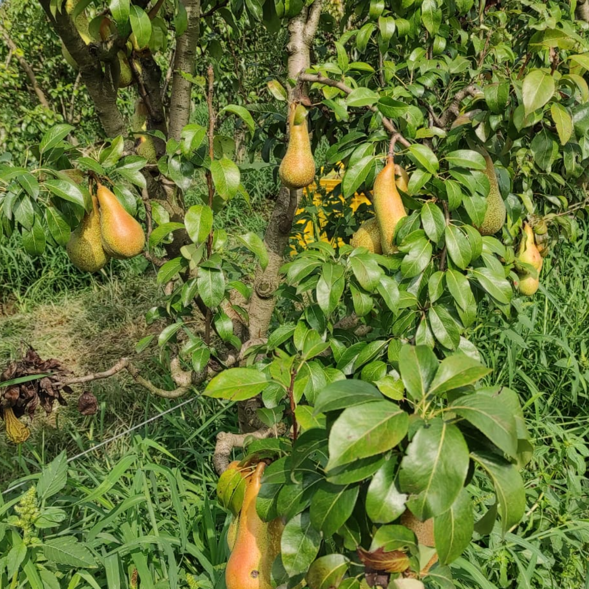 Cassetta Mista con Mele e Pere Bio