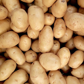 Patate Bio