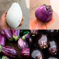Cassetta Mix Melanzane Bio