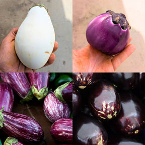 Cassetta Mix Melanzane Bio