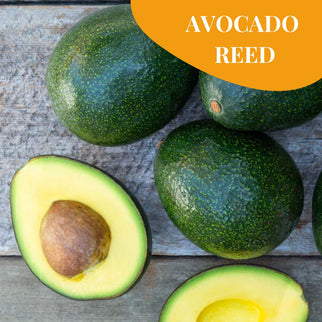 Avocado Reed Bio Siciliano