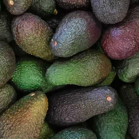 Avocado Biologici Salva il raccolto