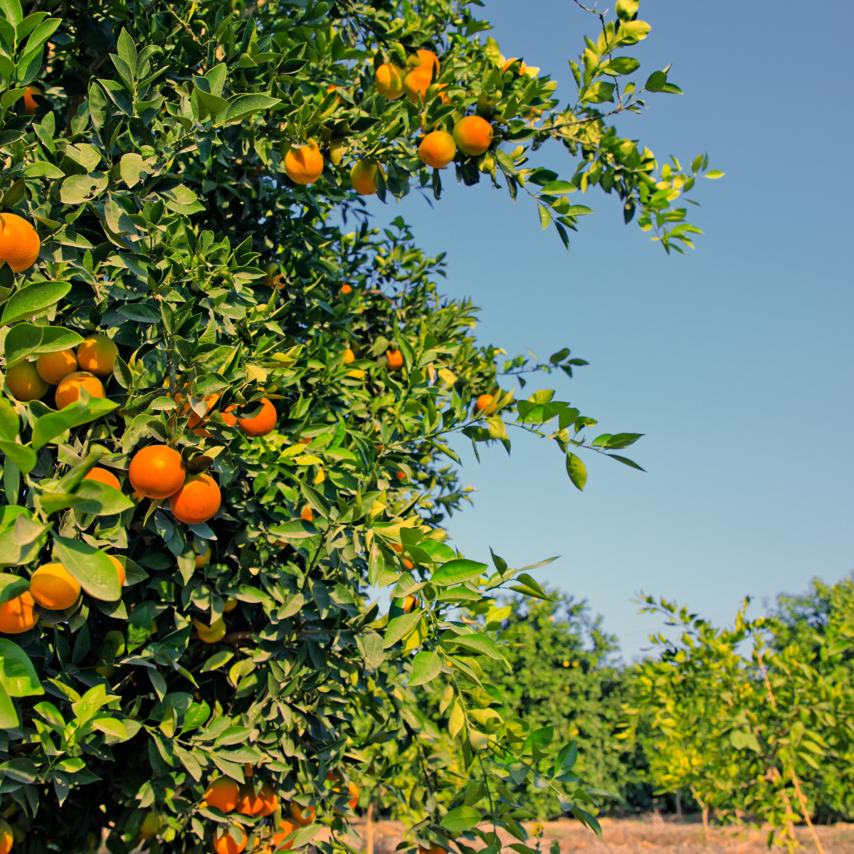 Organic Bitter Oranges for Jams